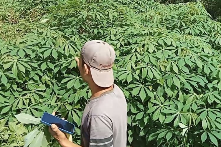Mengenai Pertanian Singkong Rebah, Perpaduan Tepat Bertani dan Beternak di Pacitan