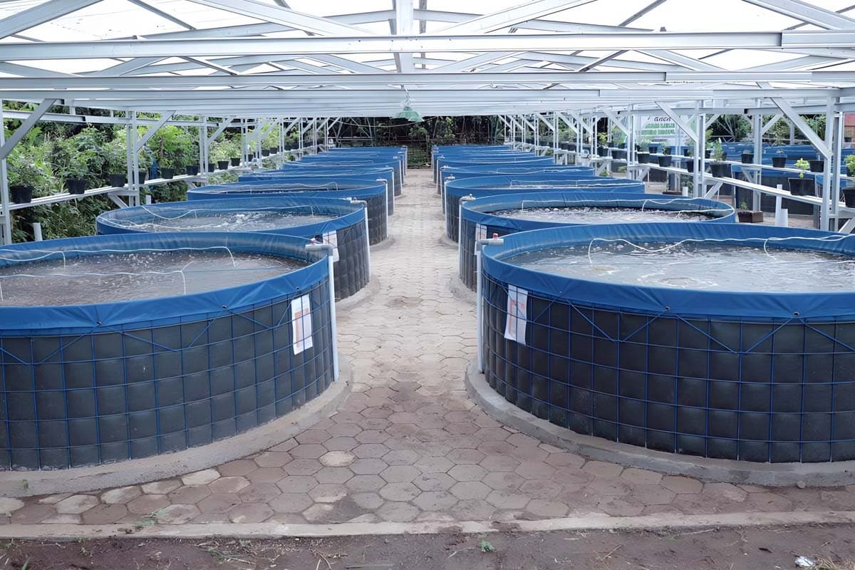 Dari Sungai ke Kolam Bioflok, Pakarti Gunungkidul Raup Bantuan Rp 215 Juta untuk Budidaya Ikan